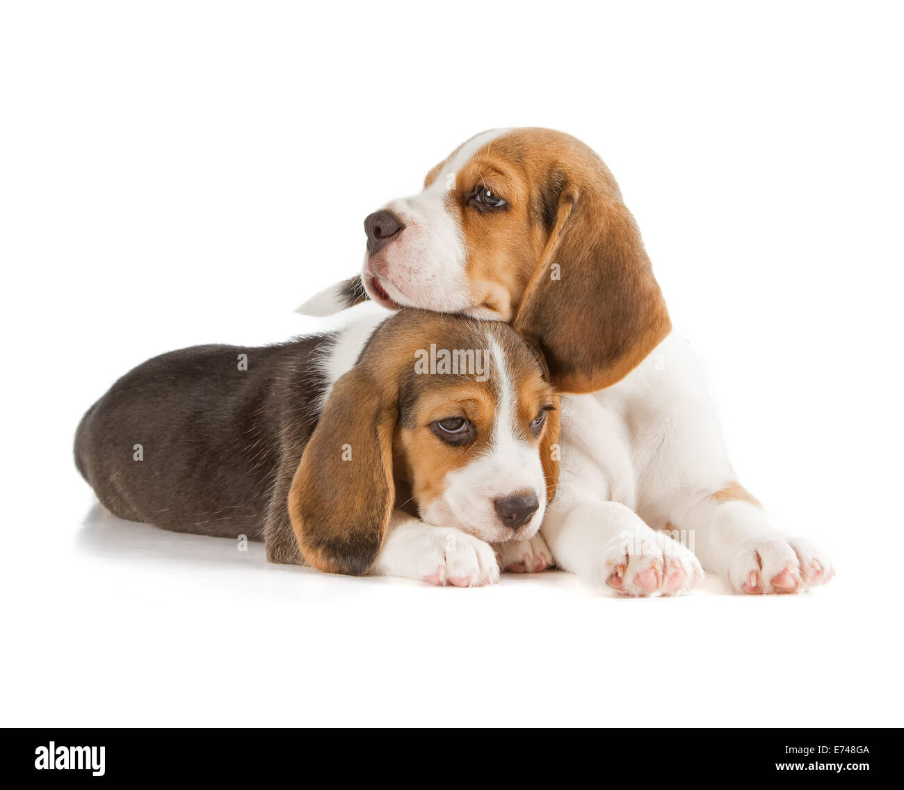 Mignon Chiot Beagle (5 semaine) Banque D'Images