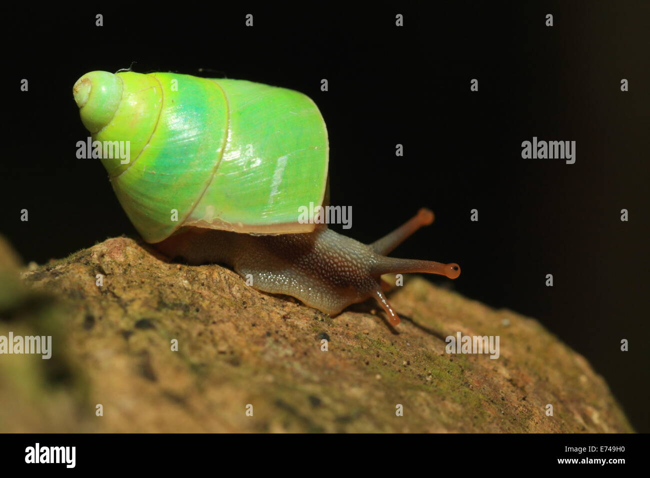 Sri Lanka (Beddomea albizonatus escargot vert) dans la réserve forestière de Sinharaja, Sri Lanka Banque D'Images