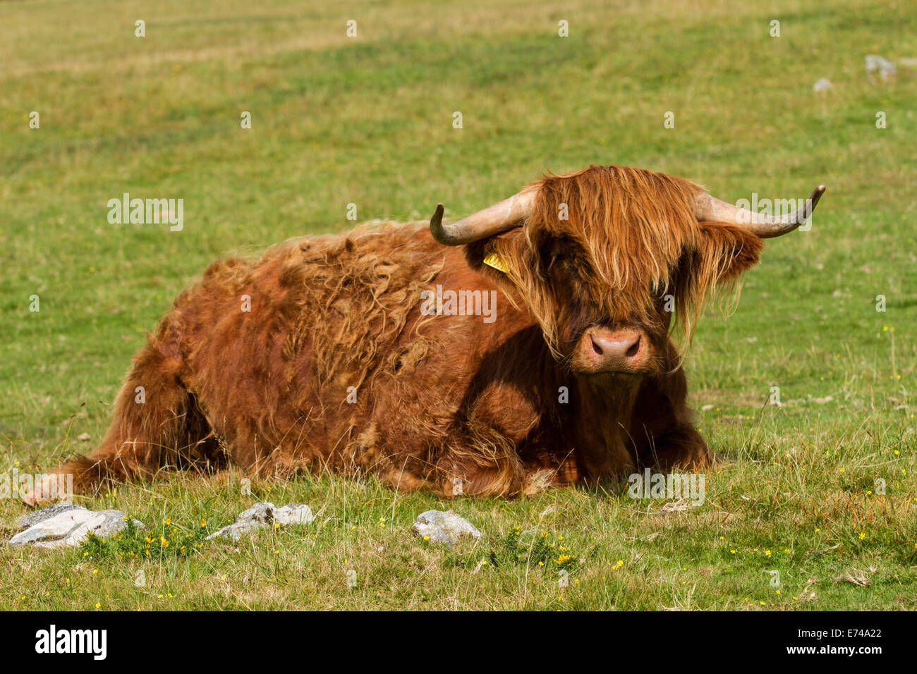 Scottish Longhorn Cattle Banque D'Images