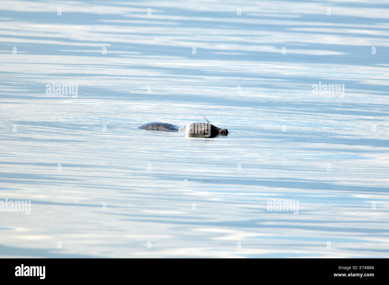 Baikal seal se trouve sur la surface de l'eau Lac Baikal seal, ou Baikalian (Pusa sibirica) nerpa Baikal Lake, Sibérie, Fédération de Russie Banque D'Images