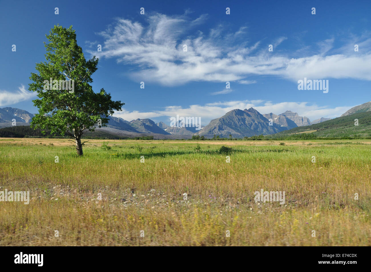 La montagne campagne avec un seul arbre. Banque D'Images