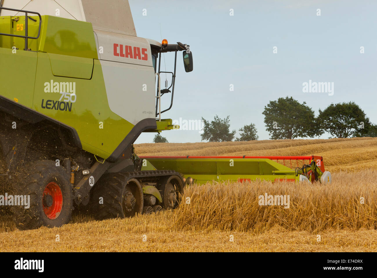 Une moissonneuse-batteuse au travail de récolte d'une coupe de champ d'orge hybride Banque D'Images