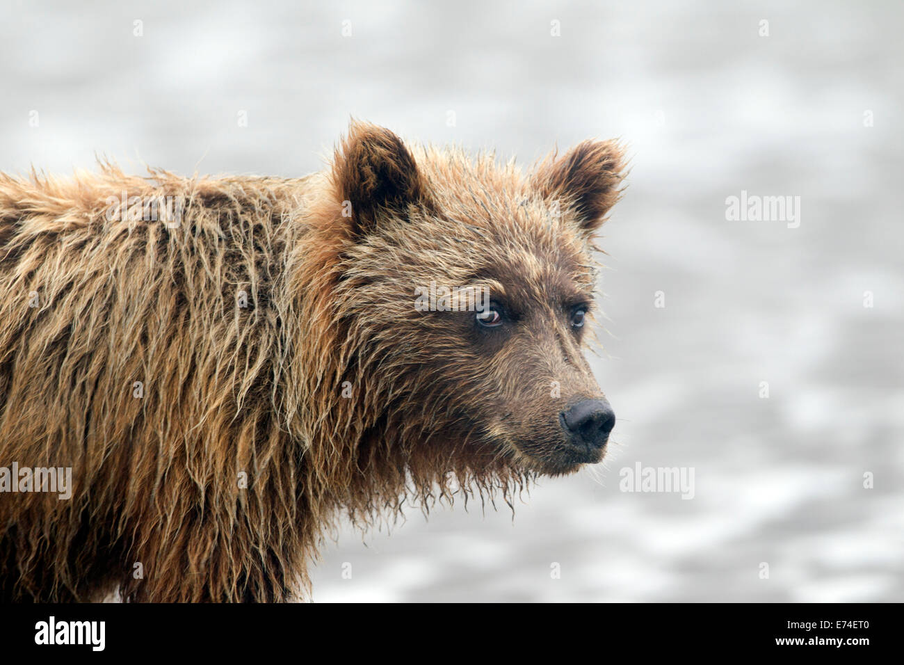 L'ours brun d'Alaska Cub Portrait Banque D'Images