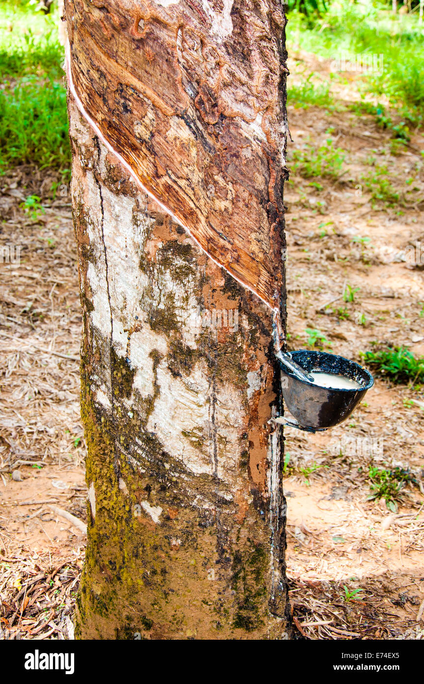 Latex blanc extrait d'arbre à caoutchouc (Hevea brasiliensis).Le latex est utilisé dans la fabrication du caoutchouc naturel Banque D'Images