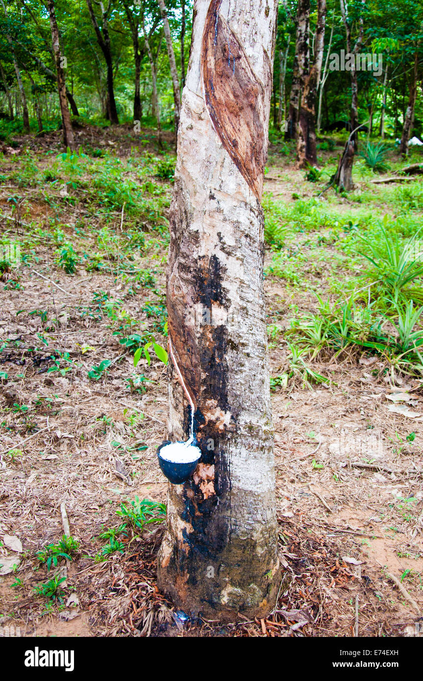 Latex blanc extrait d'arbre à caoutchouc (Hevea brasiliensis).Le latex est utilisé dans la fabrication du caoutchouc naturel Banque D'Images