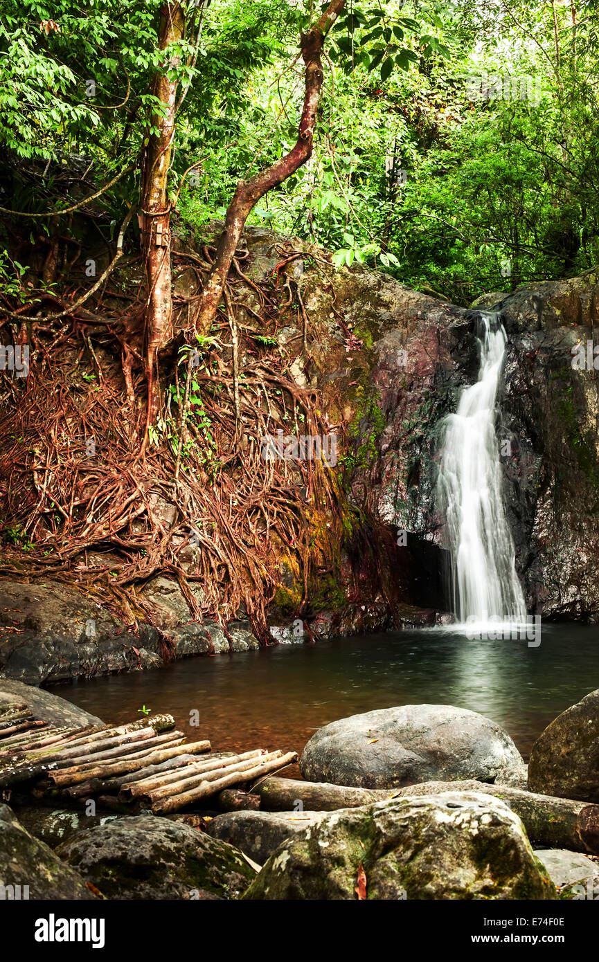 Paysage de forêt tropicale avec pont en bois, les plantes et l'eau qui coule dans la jungle de la petite cascade. Vang Vieng, Laos Banque D'Images Paysage de forêt tropicale avec pont en bois, les plantes et l'eau qui coule dans la jungle de la petite cascade. Vang Vieng, Laos Banque D'Images