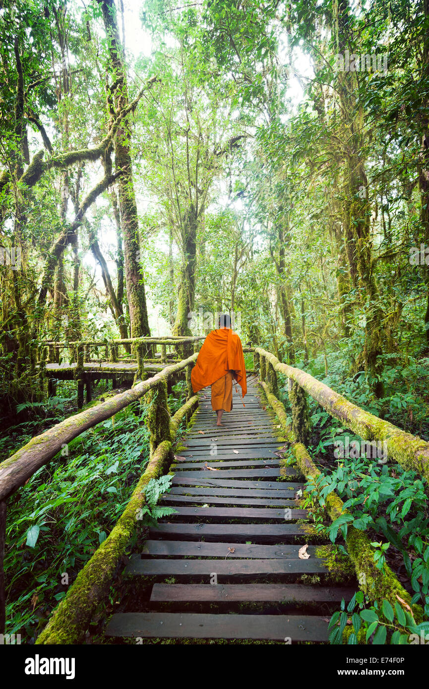 Le moine bouddhiste au pont de bois dans la forêt tropicale brumeuse. Rayons de soleil brillant à travers les arbres dans un paysage de jungle. Zone de déplacement Banque D'Images