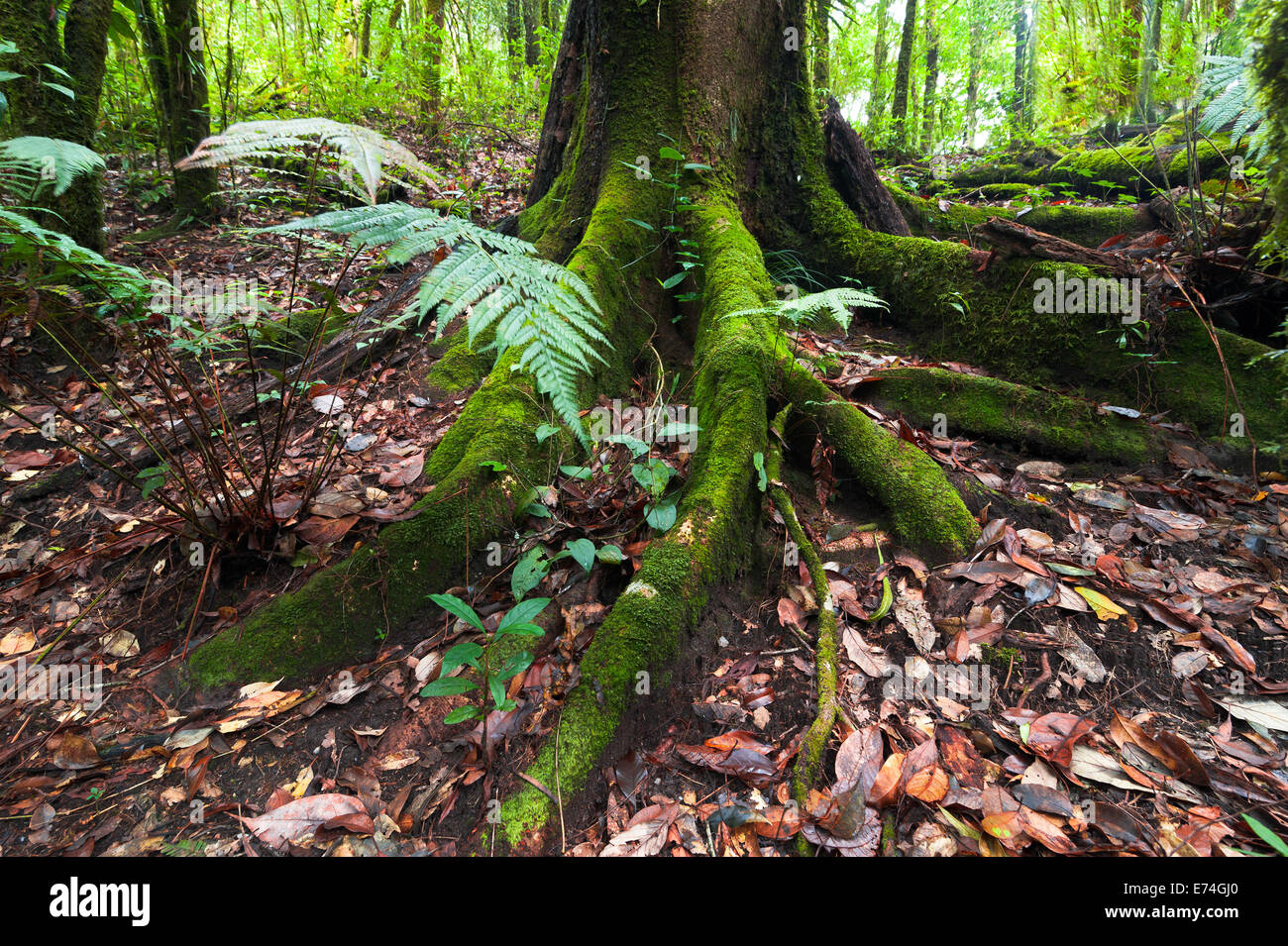 Racines de l'arbre géant moussus et de fougères poussant dans la forêt tropicale moussue profonde. Nature fond Banque D'Images