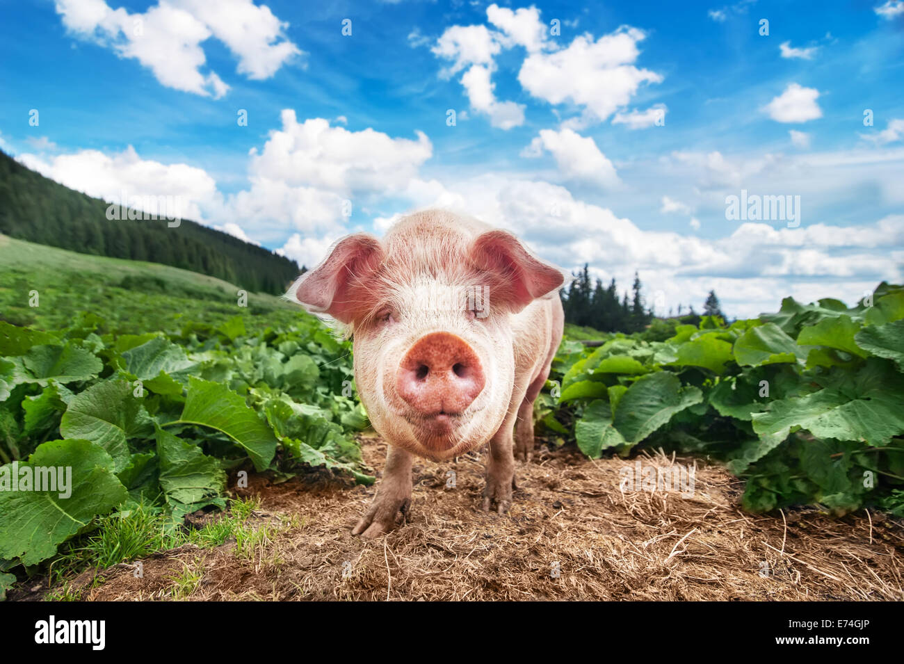 Cute pig grazing at summer meadow au pâturage des montagnes sous ciel bleu. L'agriculture biologique dans le milieu naturel Banque D'Images