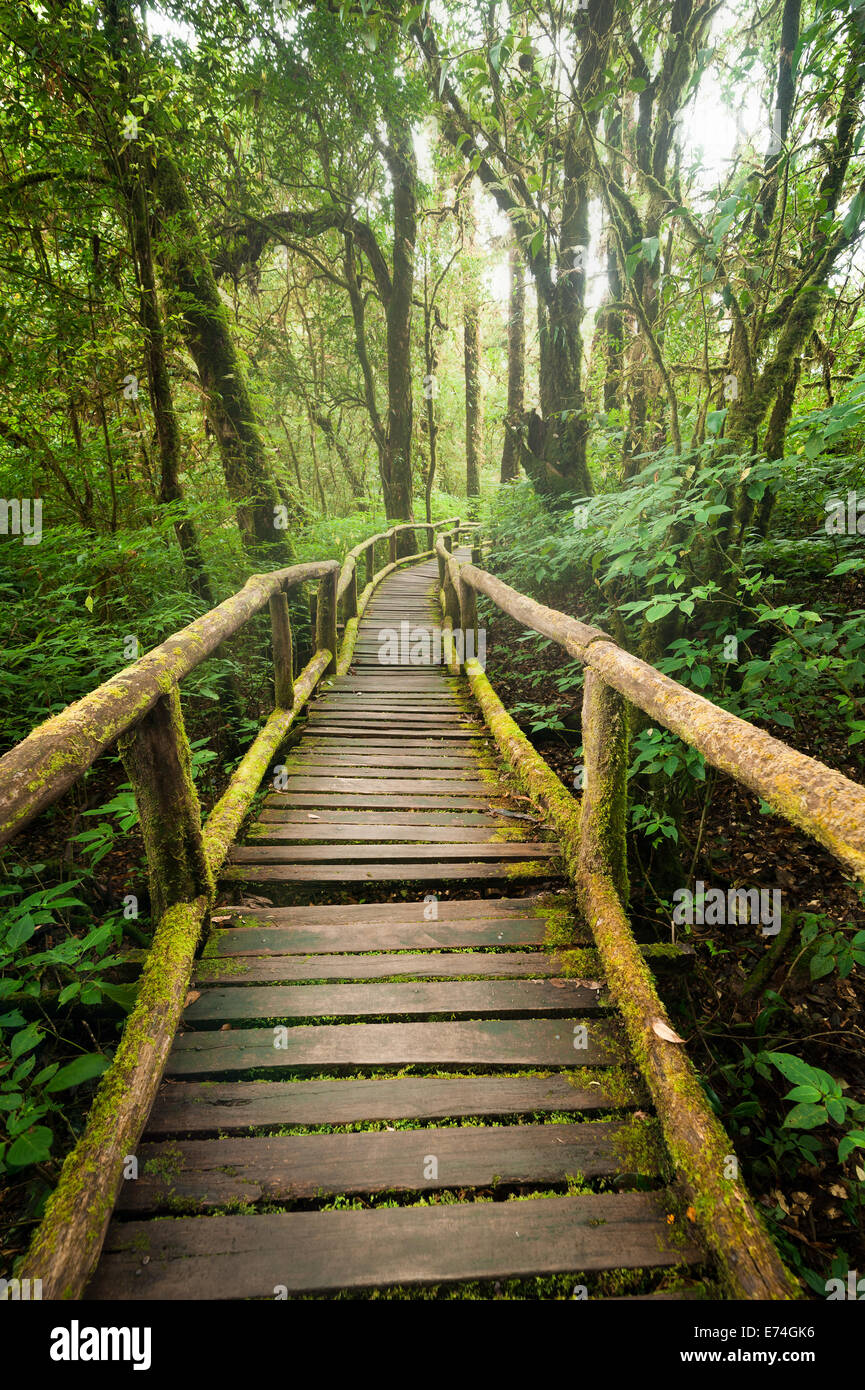 Paysage de jungle. Misty au pont de bois de la forêt tropicale. Arrière-plan de voyage au parc de Doi Inthanon, Thaïlande Banque D'Images