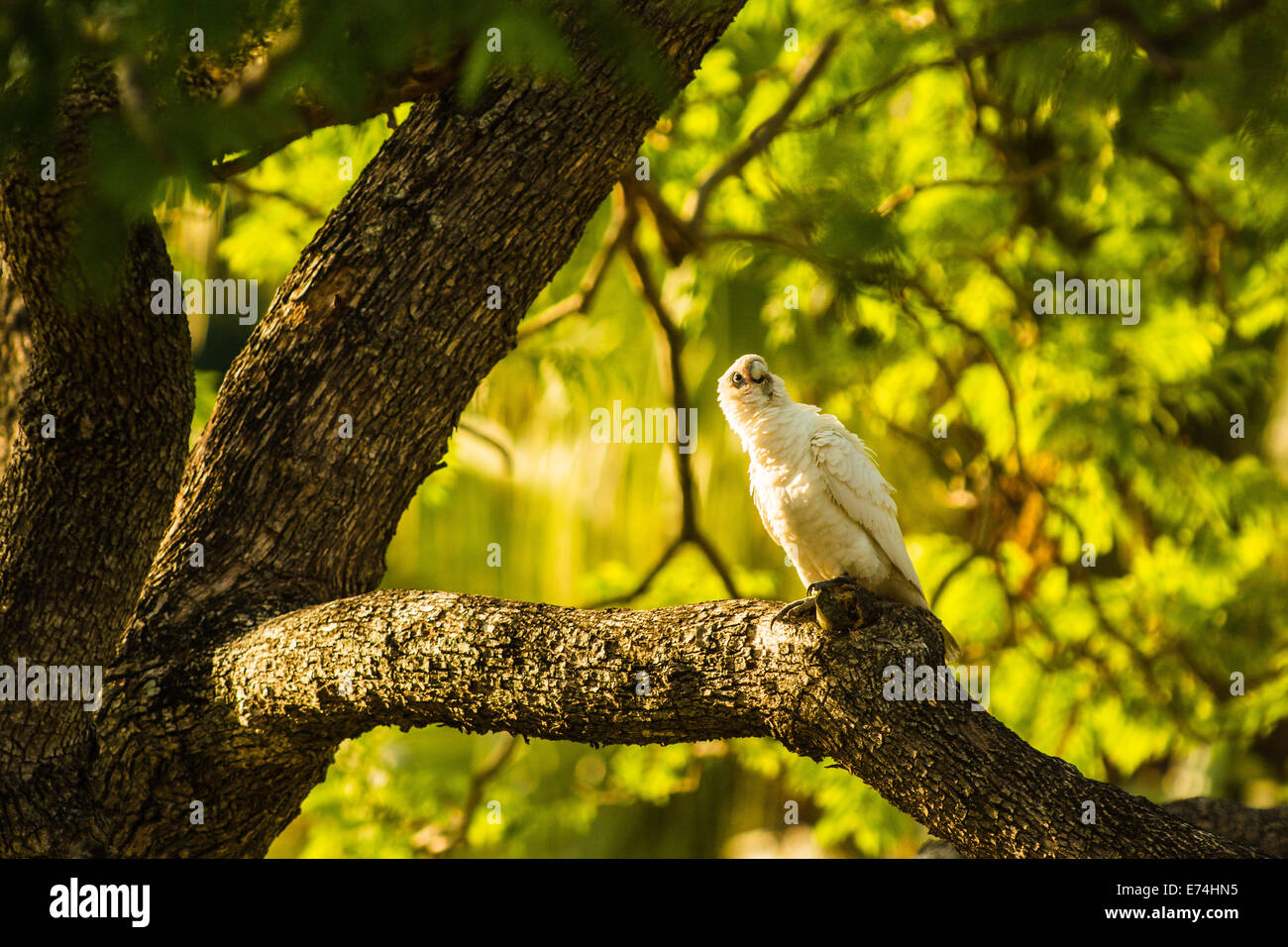 Corella, Brisbane, Queensland, Australie Banque D'Images