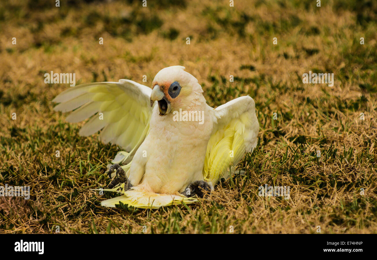 Corella jouant sur le terrain, Brisbane, Queensland, Australie Banque D'Images