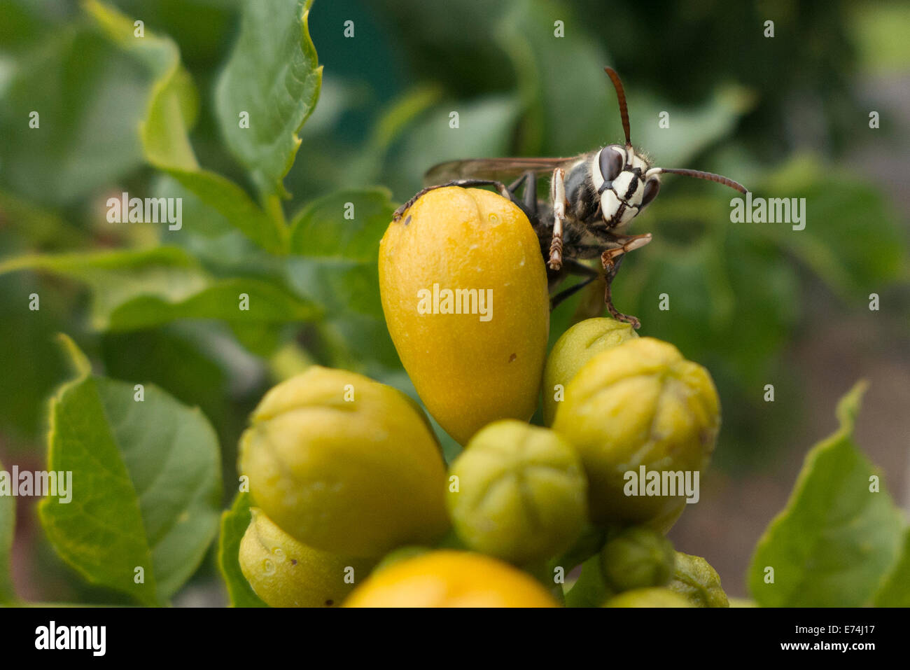 À Hornet à la trompette des boutons de fleurs. Banque D'Images