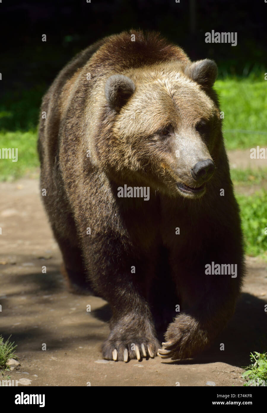 Vue sur la tête de jeunes ours grizzli (Ursus arctos horribilis) de la sous-espèce d'ours brun walking on path Toronto Zoo Banque D'Images