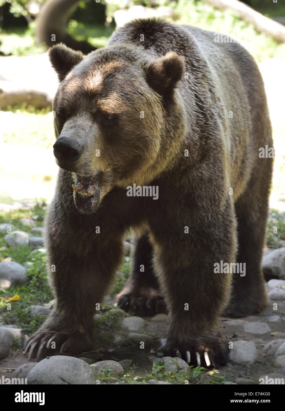 Face grimaçante de mûrir l'ours grizzli Ursus arctos horribilis Toronto Zoo Banque D'Images