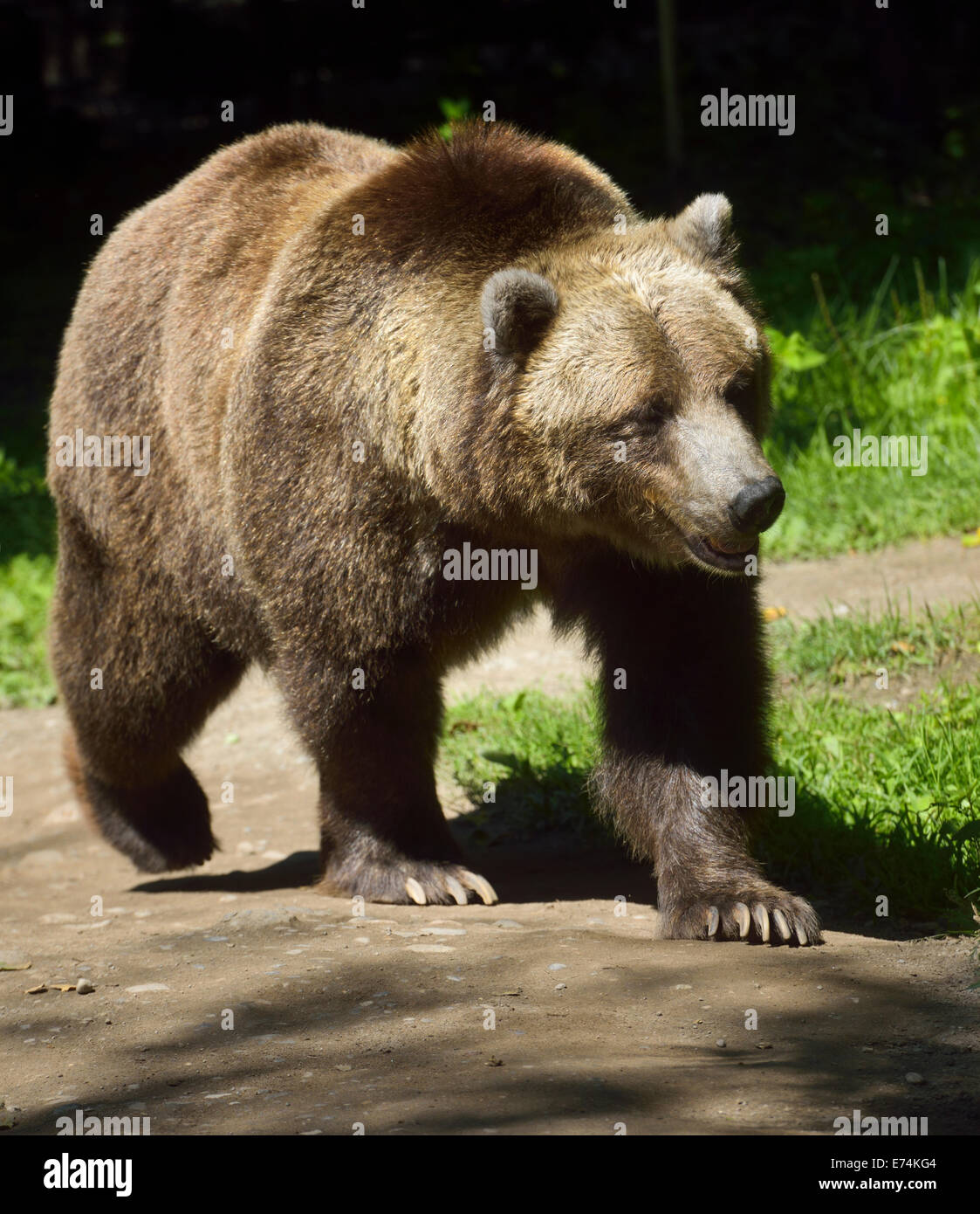 Continent jeune grizzli (Ursus arctos horribilis) de la sous-espèce d'ours brun walking on path Toronto Zoo Banque D'Images