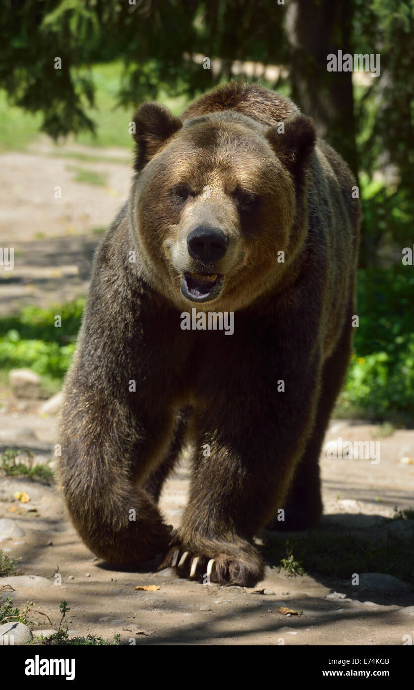 Vue sur la tête de la partie continentale de l'ours grizzli Ursus arctos horribilis sous-espèce d'ours brun walking on path Toronto Zoo Banque D'Images