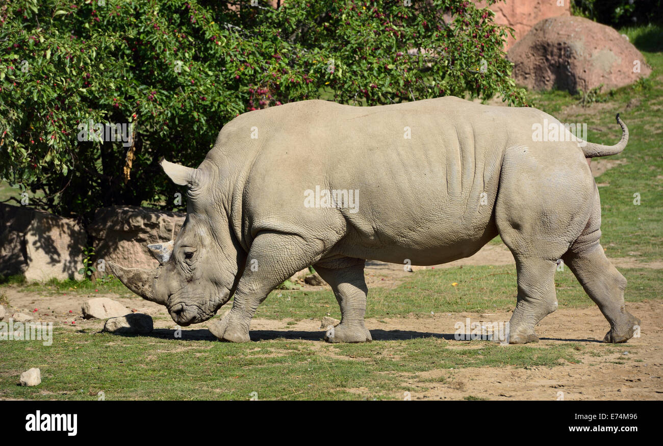 Vue latérale d'un homme marche rhinocéros blanc du sud (Ceratotherium simum Toronto Zoo Banque D'Images