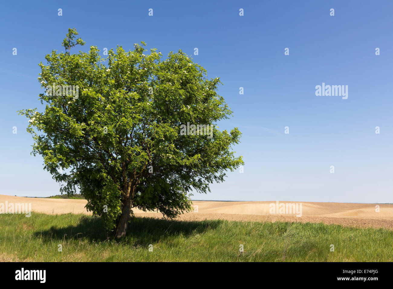 Seul arbre sur le champ vide. Ciel bleu sur l'arrière-plan. Banque D'Images