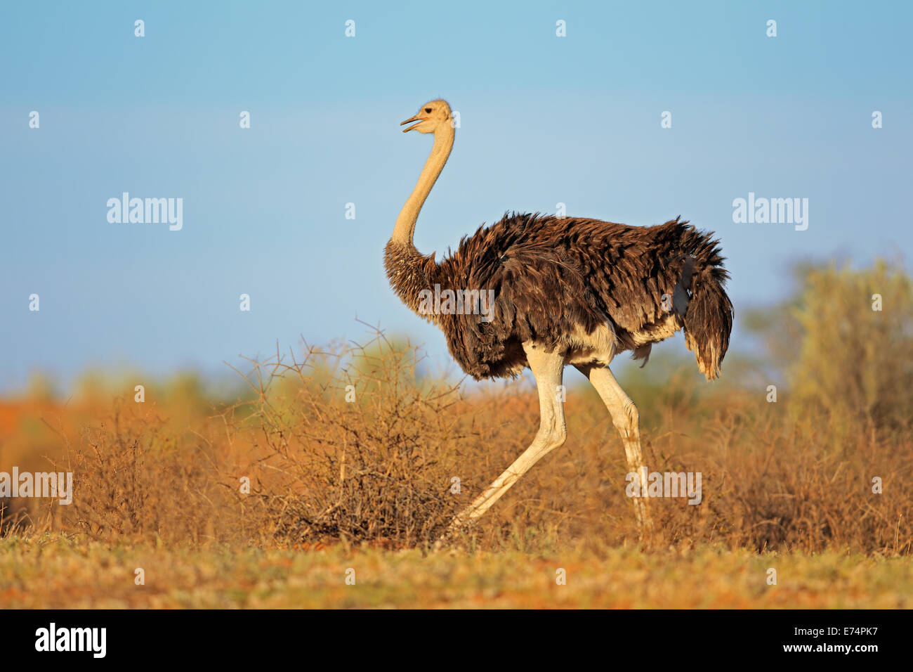 Autruche femelle (Struthio camelus), désert du Kalahari, Afrique du Sud Banque D'Images