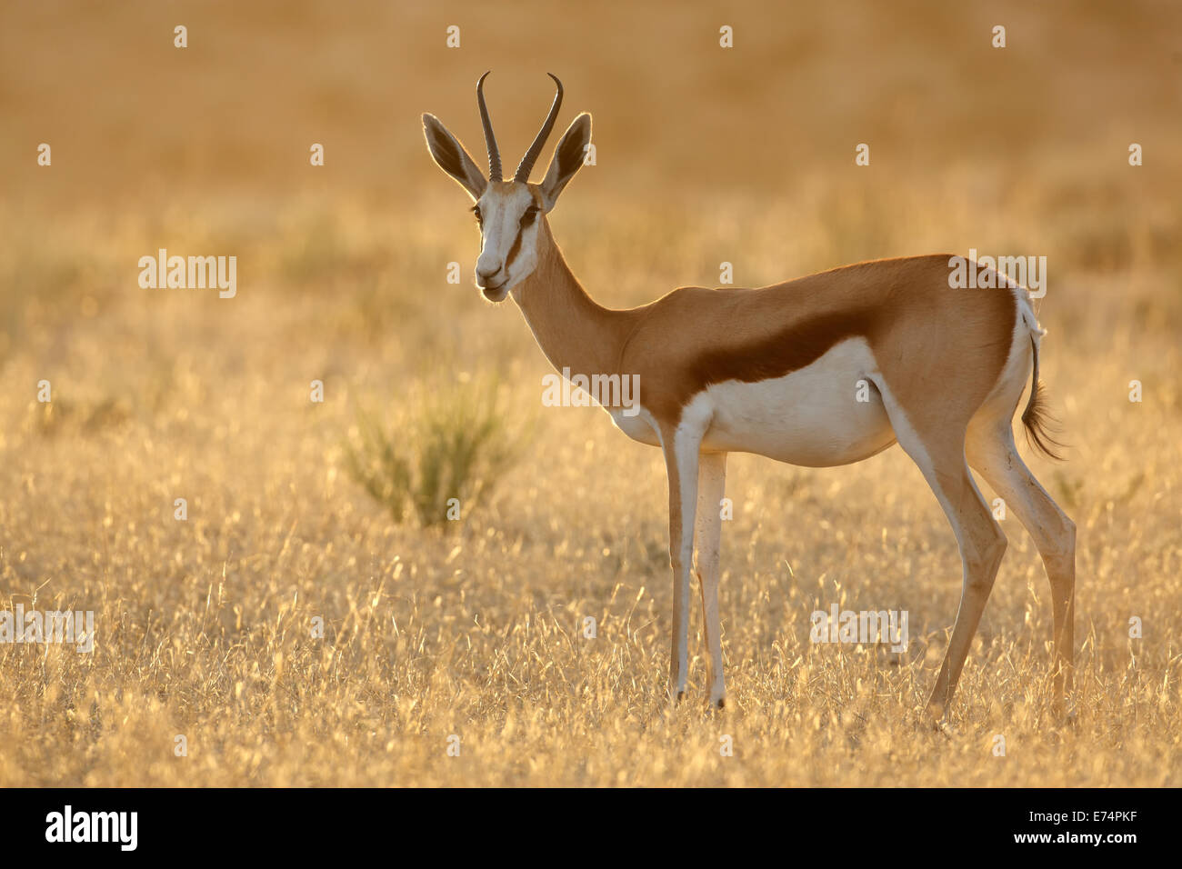 Le Springbok (Antidorcas marsupialis) antilope au lever du soleil, désert du Kalahari, Afrique du Sud Banque D'Images