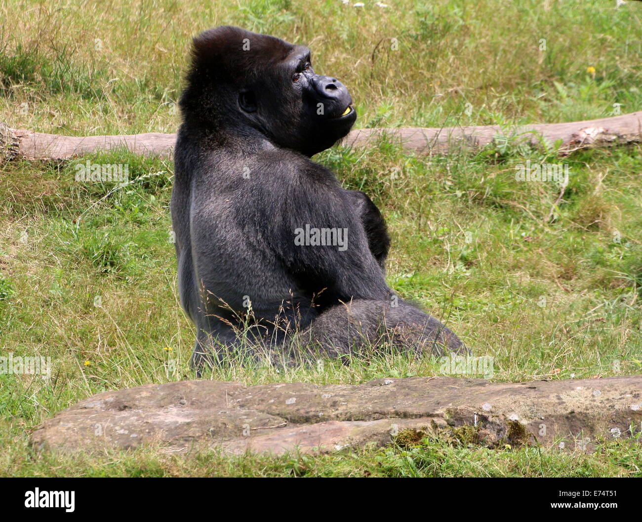 Jambo, le mâle alpha zoo Apenheul à gorilles de plaine, les Pays-Bas Banque D'Images