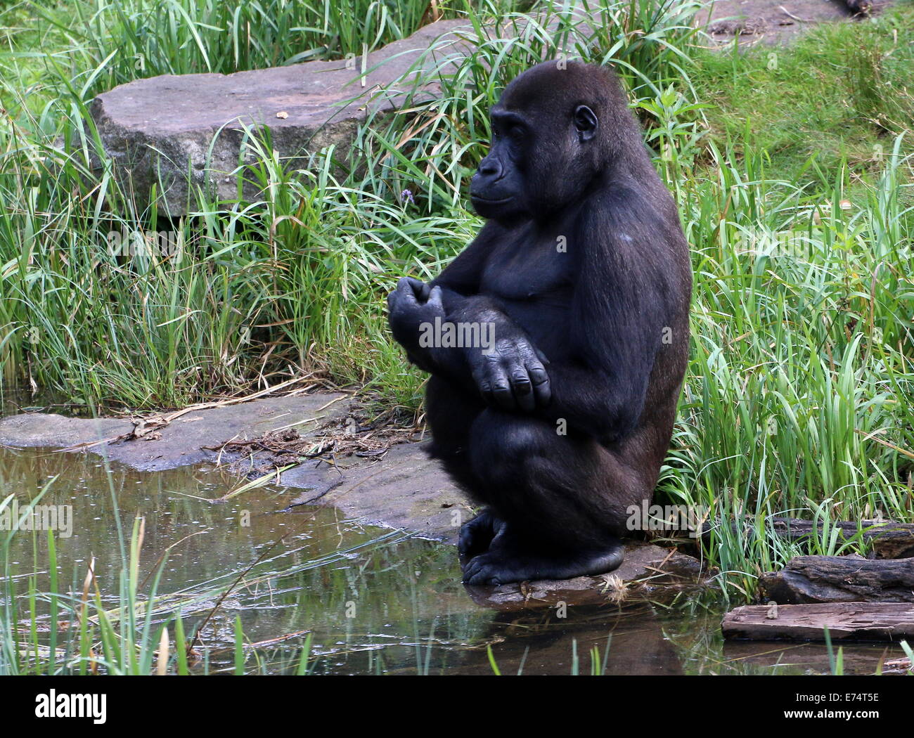 Gorille de plaine de l'Ouest au bord de l'eau, à l'arrêt Banque D'Images