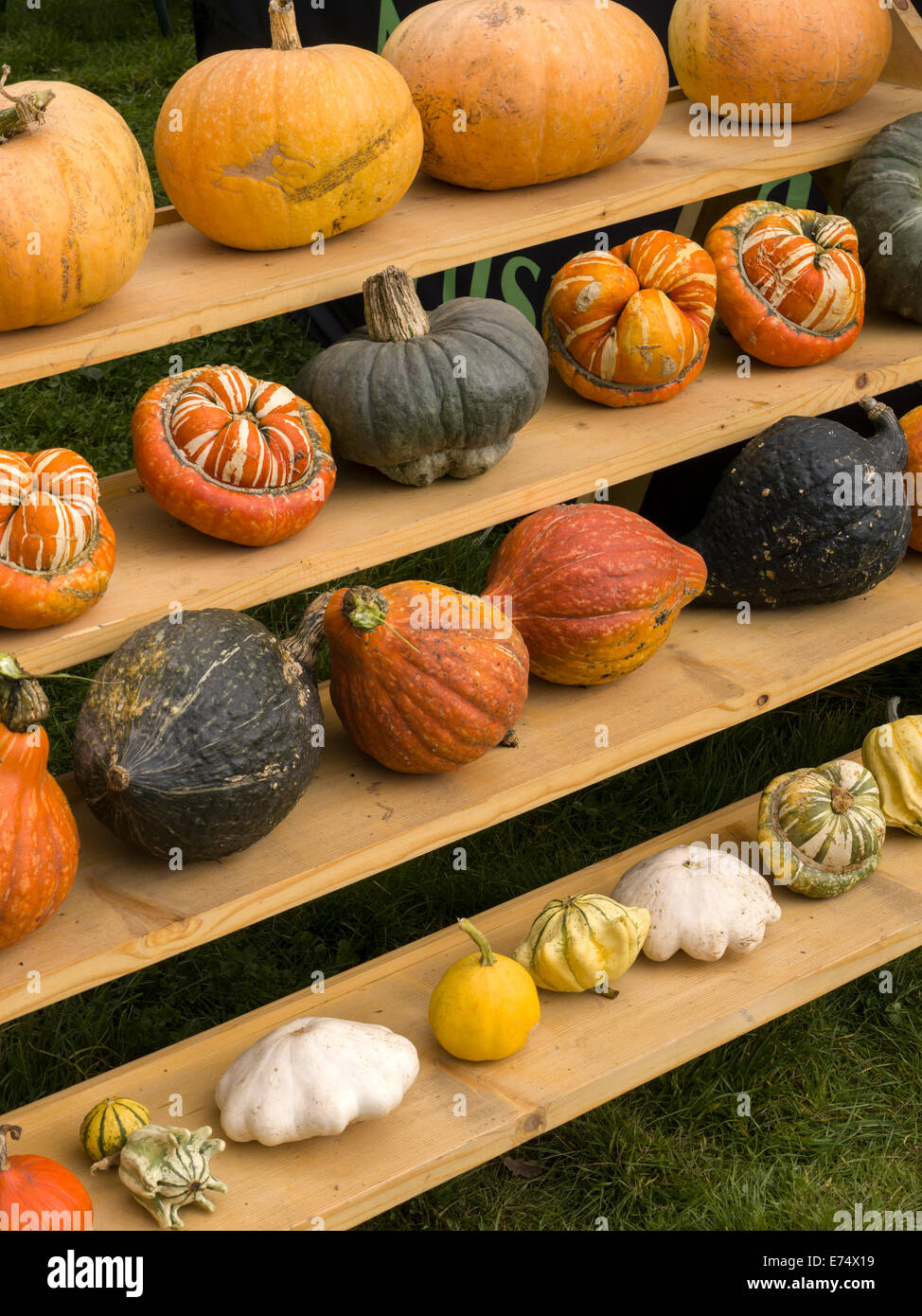 Affichage de l'automne de citrouilles et courges d'ornement sur les étagères en bois. Banque D'Images