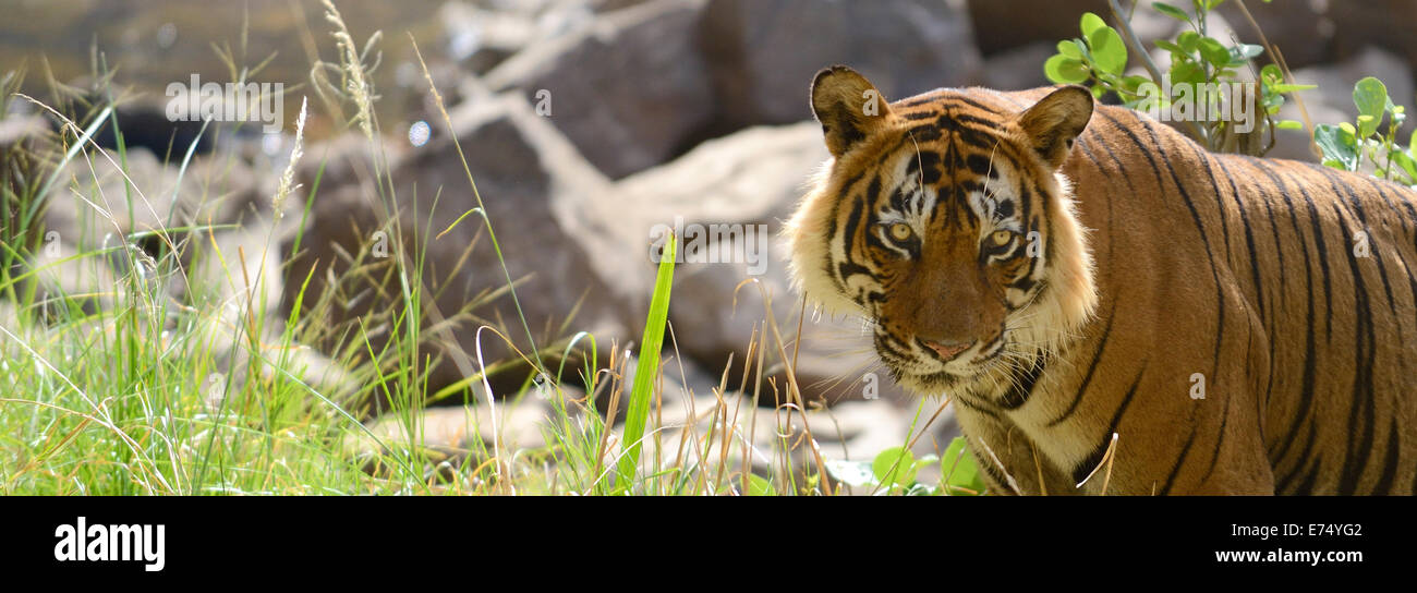 Tigre à la recherche Banque D'Images