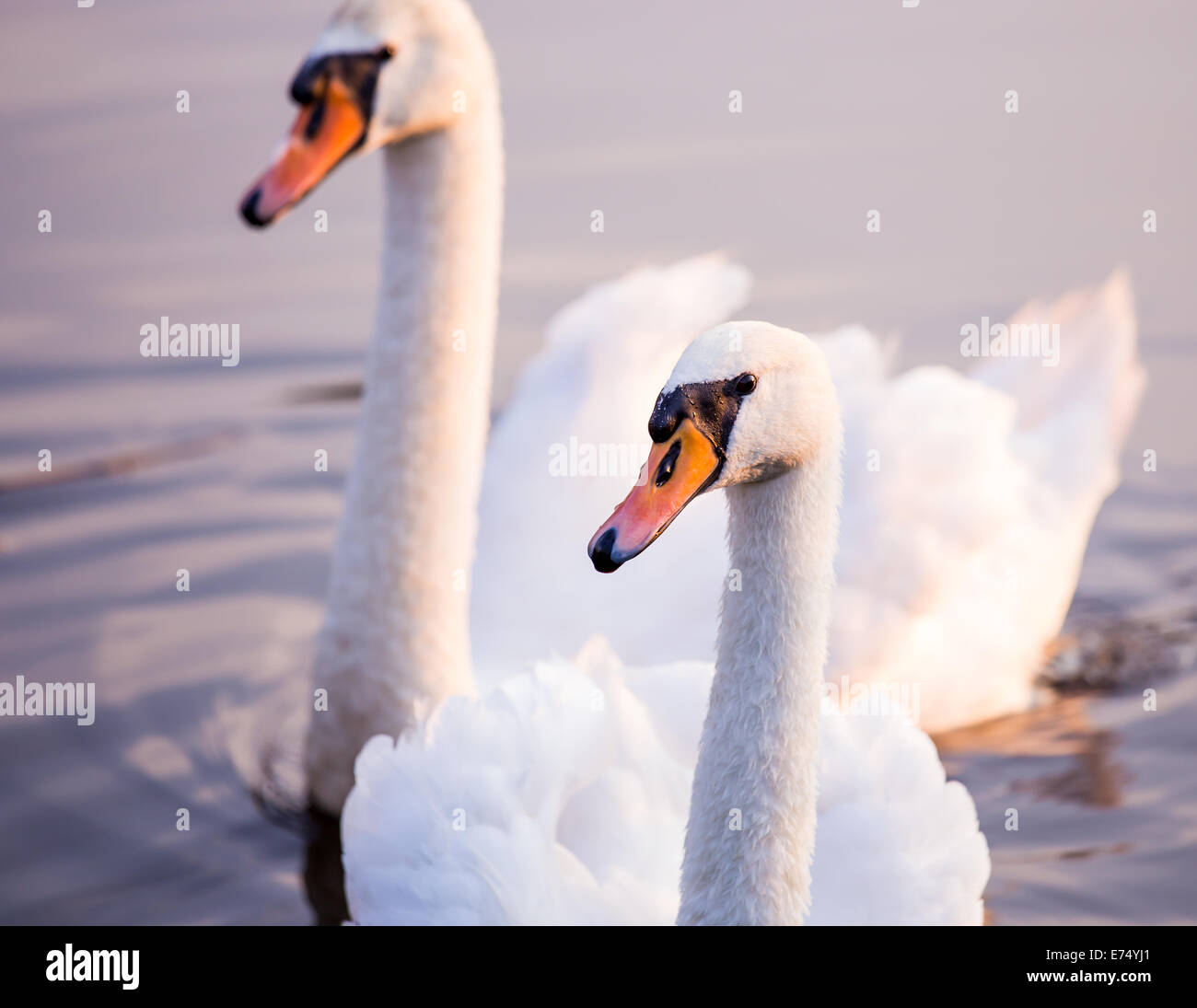 Majestueux cygnes flottant sur la surface de l'eau Banque D'Images