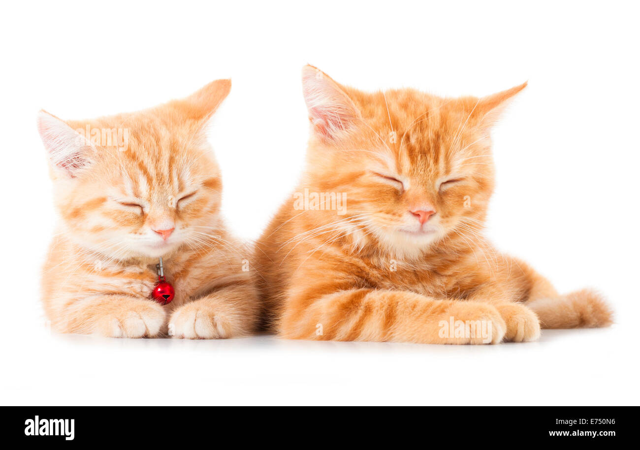 Deux petits chats British Shorthair Gingembre sur fond blanc Banque D'Images