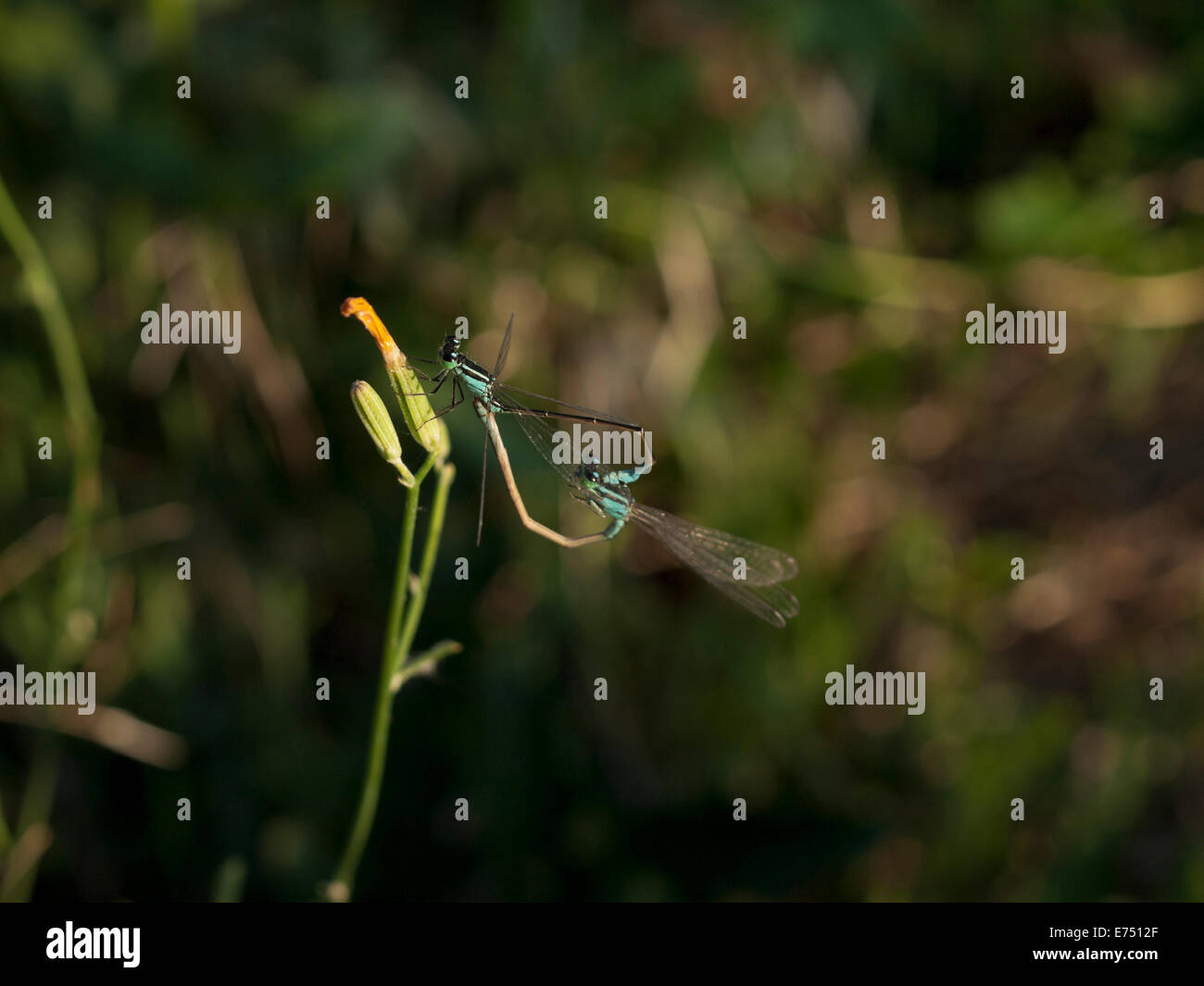 Demoiselle d'Azur commune (paire) - Accouplement Enallagma atricollis Banque D'Images