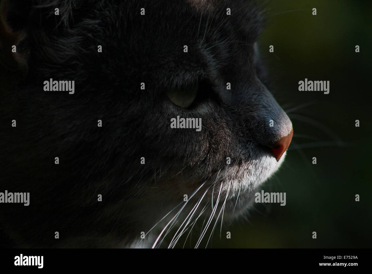 Moustaches du chat Banque D'Images