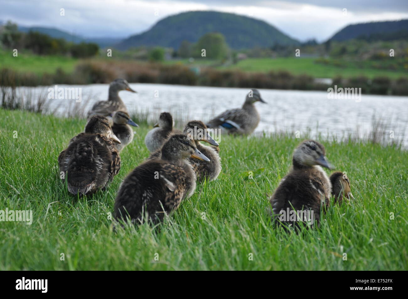Les jeunes canards par l'étang de pêche à Deeside, Ecosse Banque D'Images