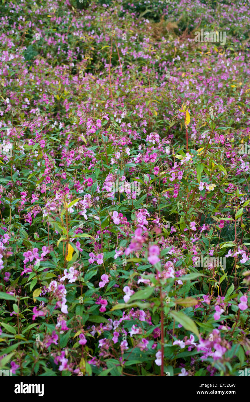 Rivière d'être envahis par les espèces invasives balsamine de l'Himalaya en pleine croissance au Warren Hay-on-Wye Powys Pays de Galles UK Banque D'Images