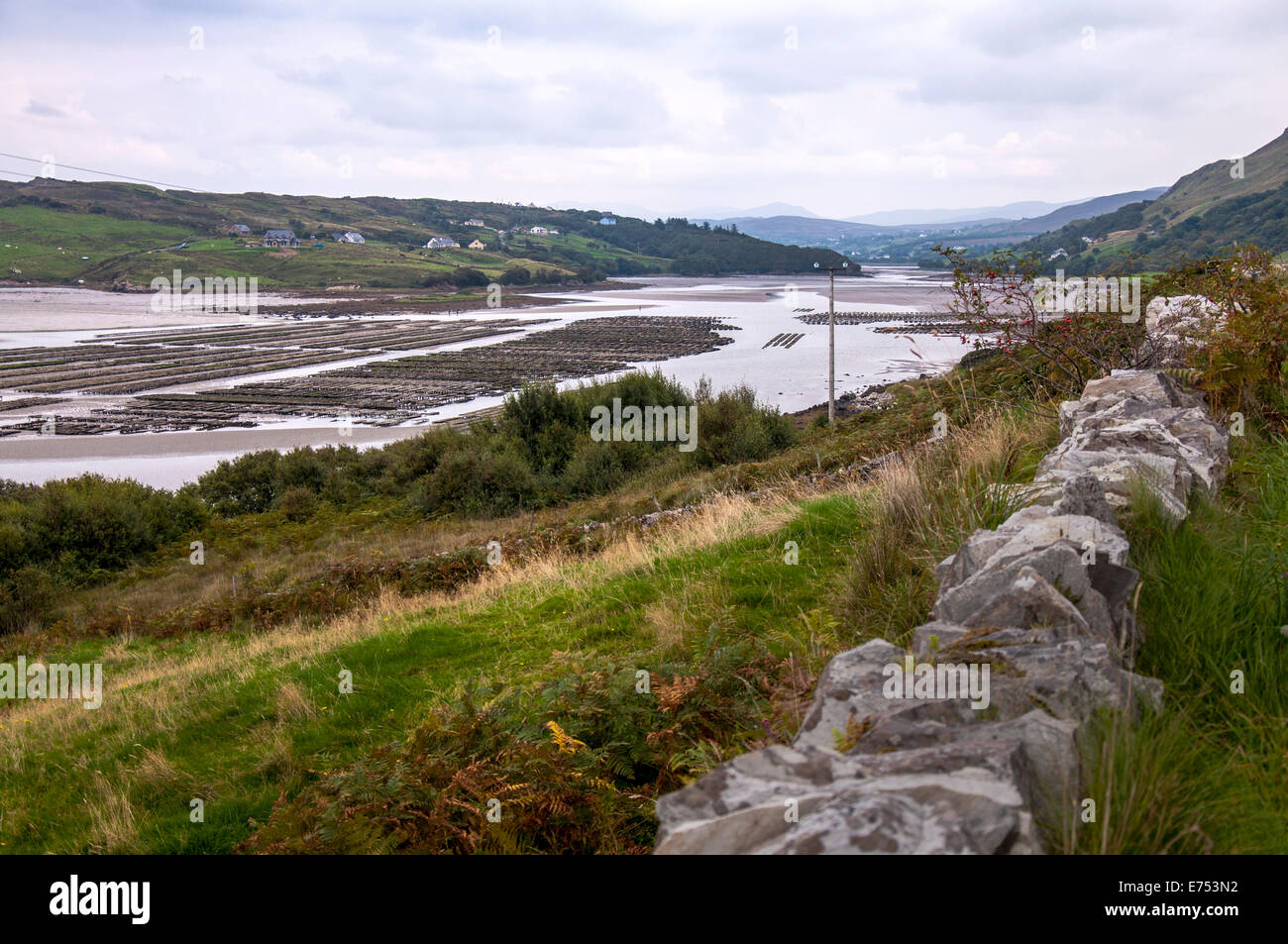 Ardara, comté de Donegal, Irlande. 7 septembre 2014. Huîtres contenant 2,5 millions d'huîtres. Les huîtres irlandaises sont maintenant très en demande comme maladie a décimé la production ostréicole français de gauche. Les huîtres sont irlandais commandant maintenant des prix élevés qu'ils ne sont pas affectés par la maladie. Crédit : Richard Wayman/Alamy Live News Banque D'Images