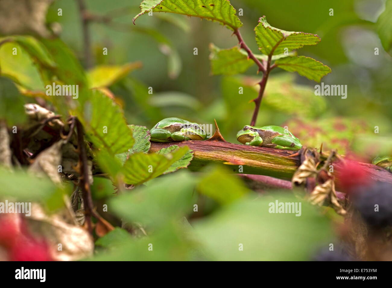 Deux grenouilles sont assis sur une branche d'une bramble, Pays-Bas Banque D'Images