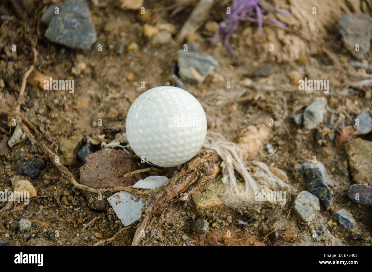 Balle de golf blanche sur le rocher et arbre Banque D'Images