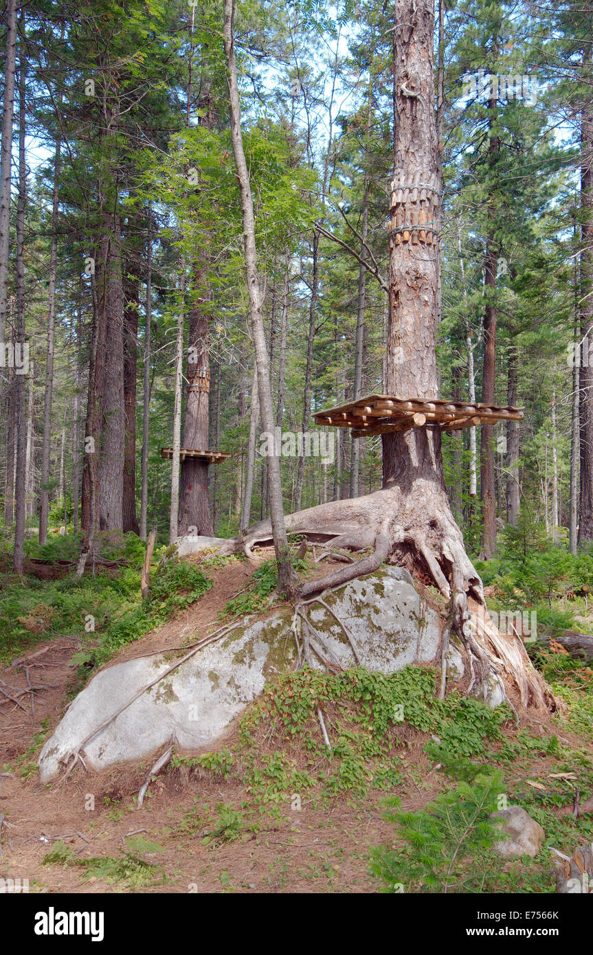 L'arbre pousse sur une grosse pierre, la Sibérie, Fédération de Russie Banque D'Images