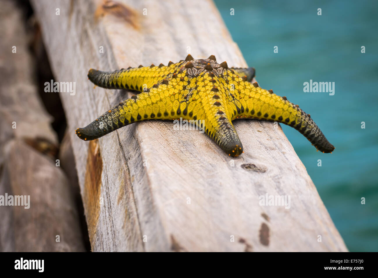 Une merveilleuse étoile jaune à Zanzibar, océan Indien. Banque D'Images