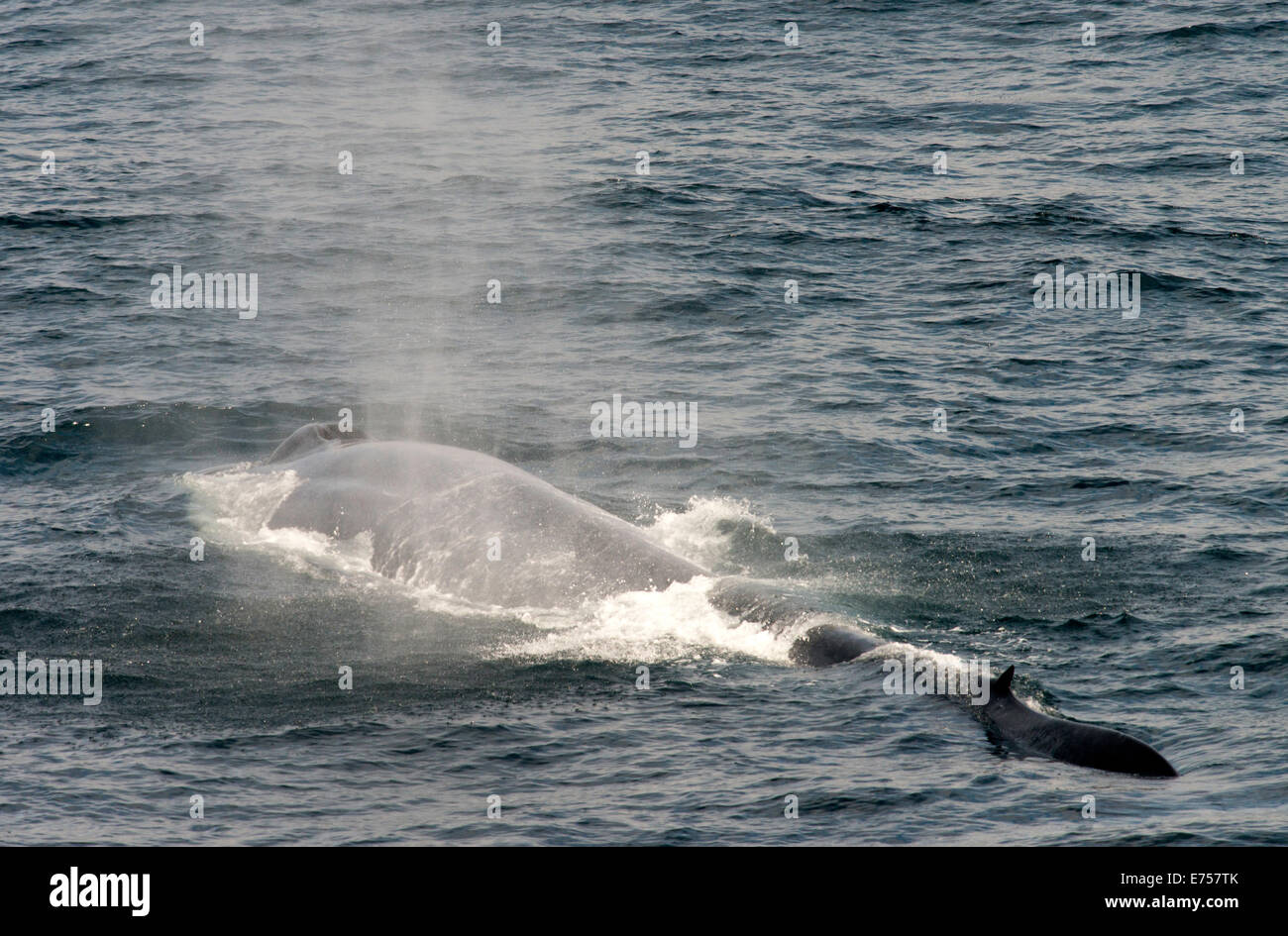 Souffle de Rorqual bleu Balaenoptera musculus Svalbard Norvège Cercle Arctique Scandinavie Europe Banque D'Images