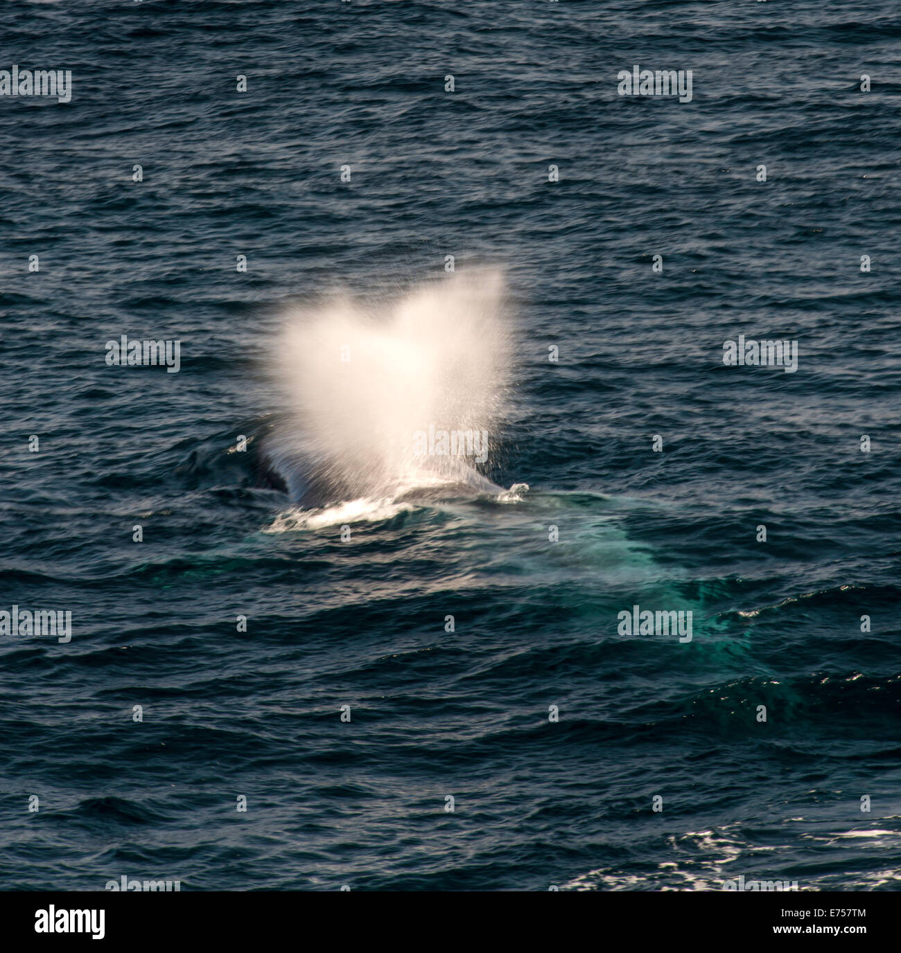 Souffle de Rorqual bleu Balaenoptera musculus Svalbard Norvège Cercle Arctique Scandinavie Europe Banque D'Images