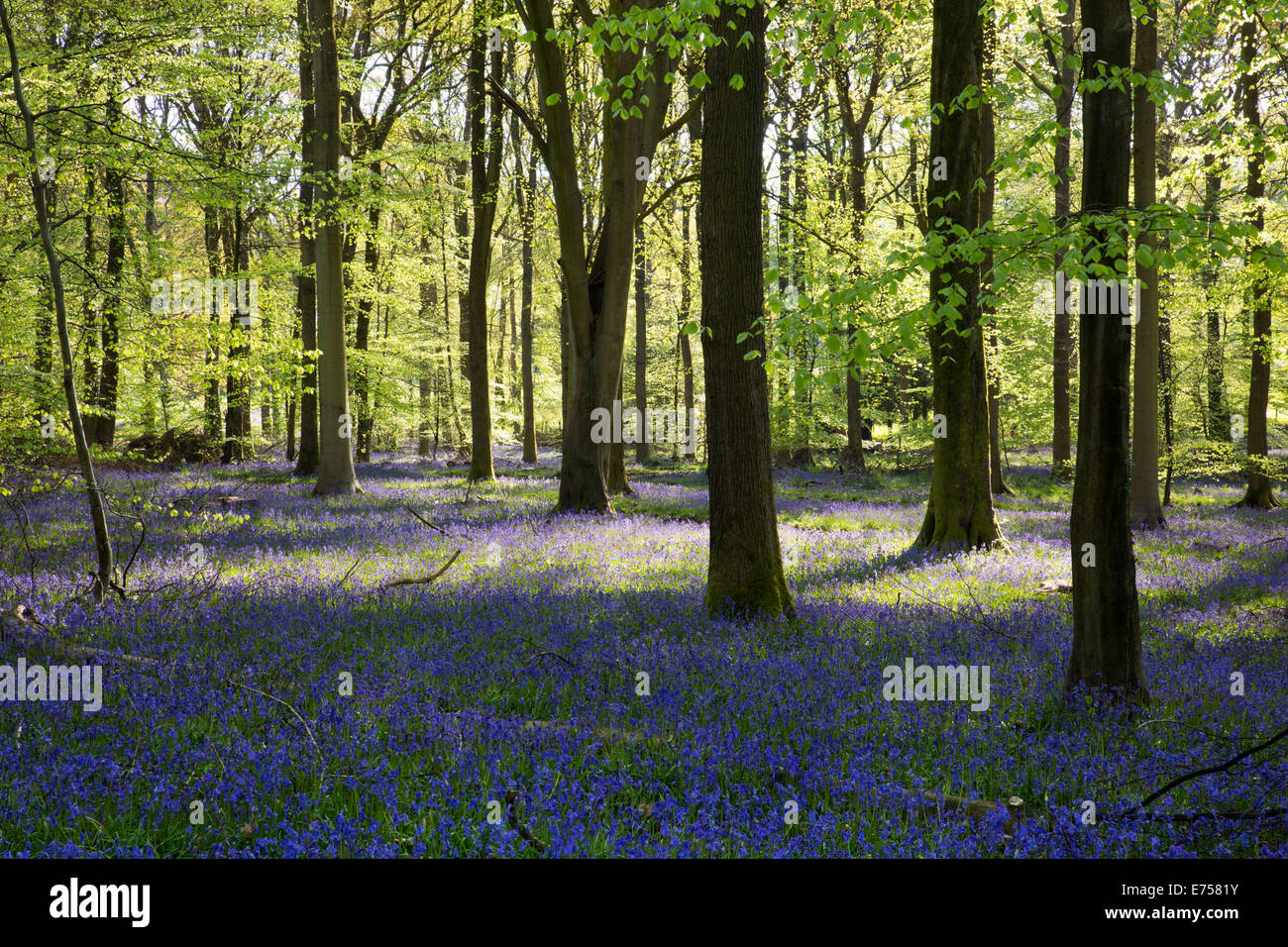 Bluebell Wood ; Hyacinthoides non-scripta ; près de Soudley ; forêt de Dean ; UK Banque D'Images