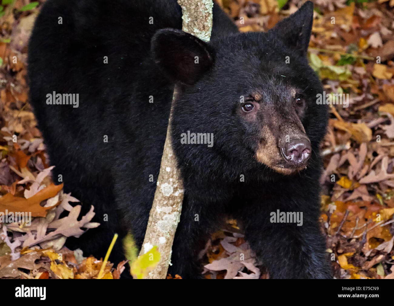 American black bear cub, vu le long de Skyline Drive dans le Parc National Shenandoah, en Virginie. Banque D'Images