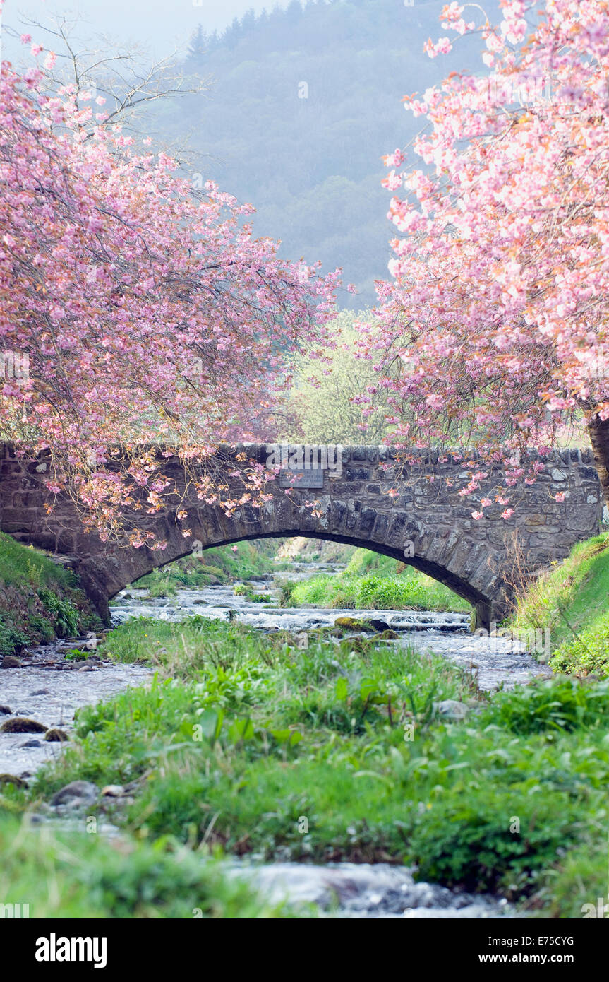 Ruisseau de montagne sous pont de pierre à Stirling en Écosse avec Dollar fleur de cerisier rose en premier plan fells derrière Banque D'Images