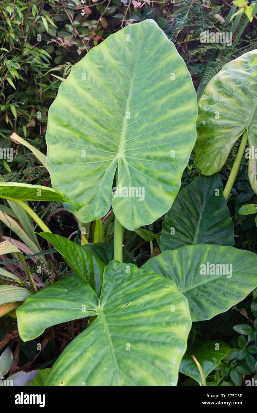 Feuilles de géant Alocasia Calidora x utilisé comme décoration d'été exotique dans un jardin de Plymouth Banque D'Images