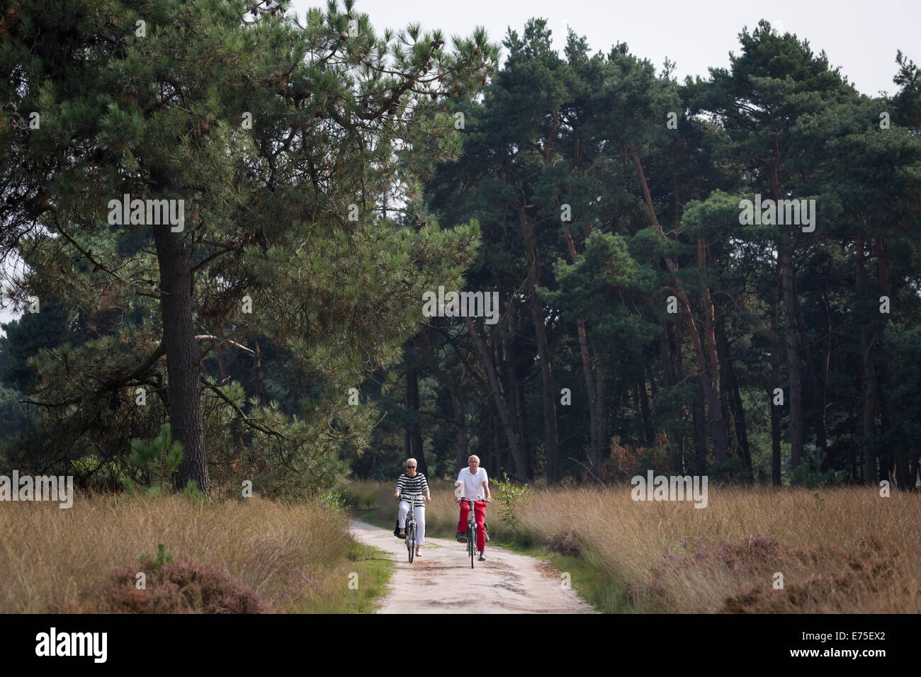 Les témoins de cette randonnée à vélo au 'Strabrechtse Heide', une vaste zone de landes et de Moor dans Les Pays-Bas Banque D'Images