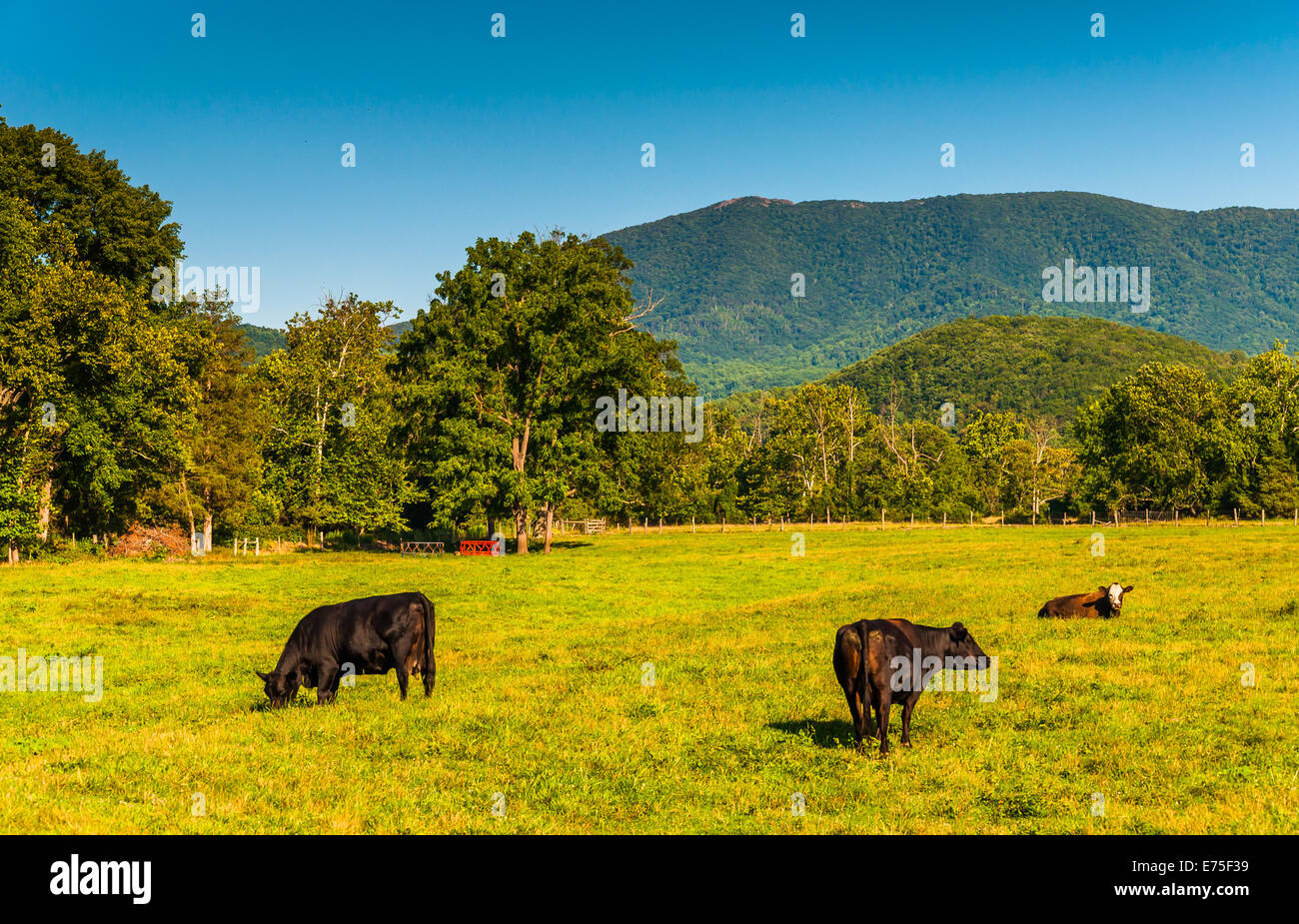 Vaches dans un champ et la vue des Blue Ridge Mountains dans la vallée de Shenandoah, en Virginie. Banque D'Images