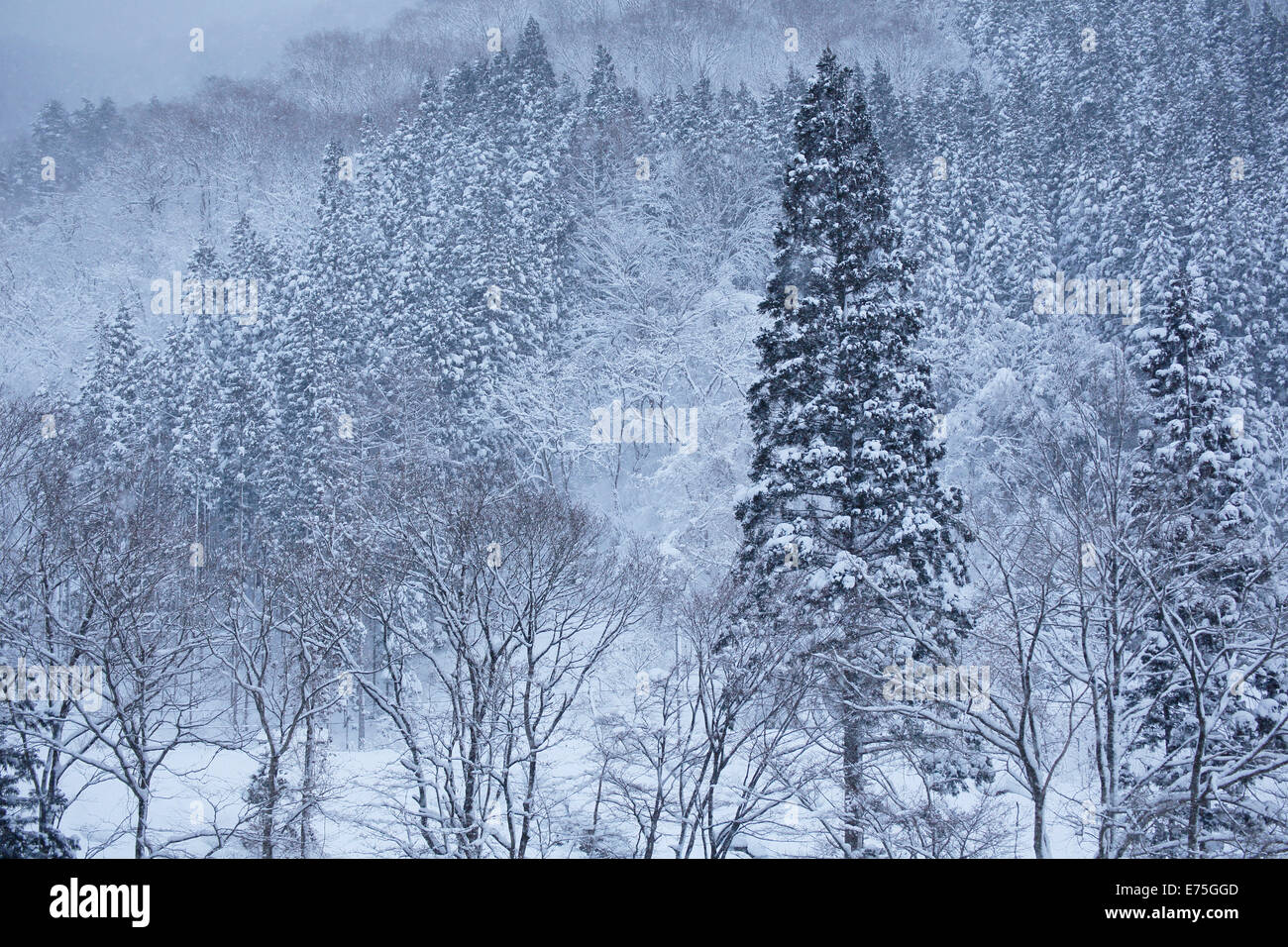 En hiver, la vallée de kaeri daki Banque D'Images