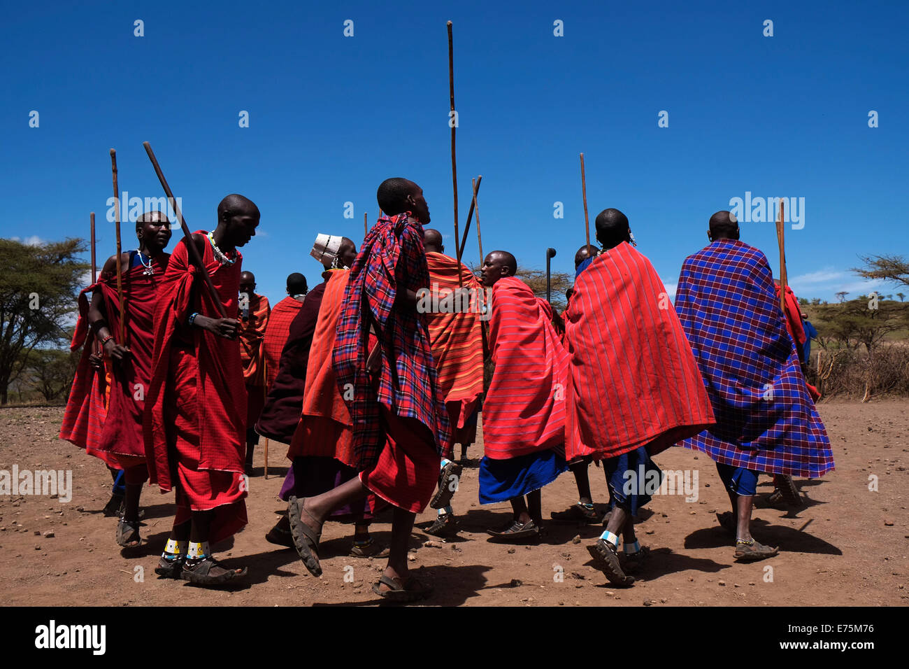 Un groupe de guerriers Massaïs effectuer une sorte de mars-passé lors de la traditionnelle cérémonie Eunoto effectuée dans une cérémonie de passage à l'âge adulte pour les jeunes guerriers dans la tribu Masaï dans la zone de conservation de Ngorongoro cratère dans la région des hautes terres de Tanzanie Afrique de l'Est Banque D'Images